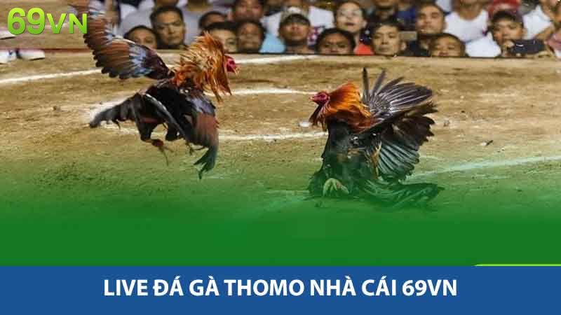 Live đá gà Thomo Nhà Cái 69vn
